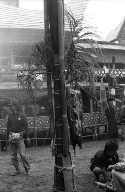 L'arbre simbuang dans une cérémonie funéraire catholique, Sa'dan Malolo, 1993., The simbuang layuk in a Catholic funeral ceremony, Sa'dan Malolo, 1993. (anglais), Pohon simbuang dalam sebuah upacara pemakaman Katolik, Sa’dan Malolo, 1993. (indonésien) la vignette