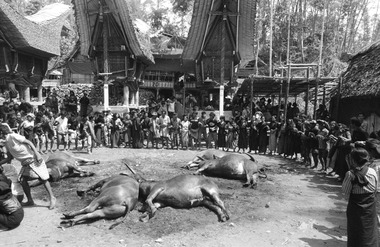 18. Ronde badong avant le départ, Bokko, 1993., 18. Badong before the departure, Bokko, 1993. (anglais), 18). Tarian badong sebelum keberangkatan, Bokko, 1993. (indonésien) la vignette