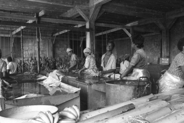 Plantation de Monsieur Pagesé. Nettoyage et conditionnement des bananes avant l'expédition la vignette
